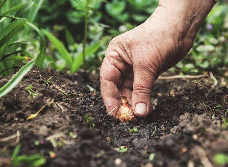 planten van een bloembollenmix