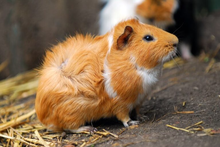 Hoe oud wordt een cavia